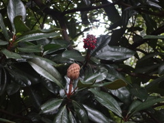 Magnolia grandiflora