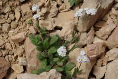 Myosotis schistosa