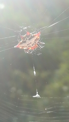 Gasteracantha sanguinolenta