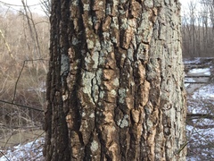 Lecanora appalachensis