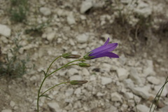 Campanula daghestanica