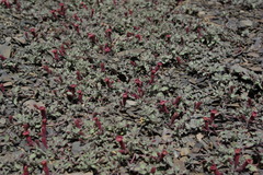 Silene humilis