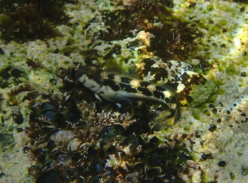 Microlipophrys adriaticus