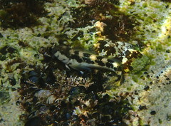 Microlipophrys adriaticus
