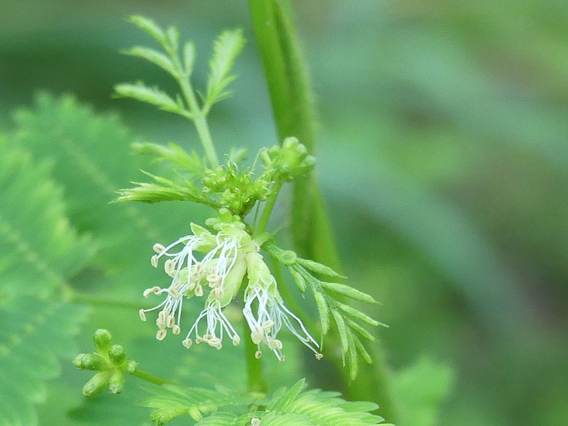 Desmanthus leptophyllus