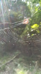 Gasteracantha sanguinolenta