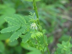 Desmanthus leptophyllus