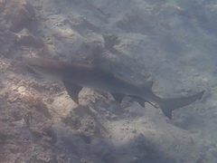 Negaprion brevirostris