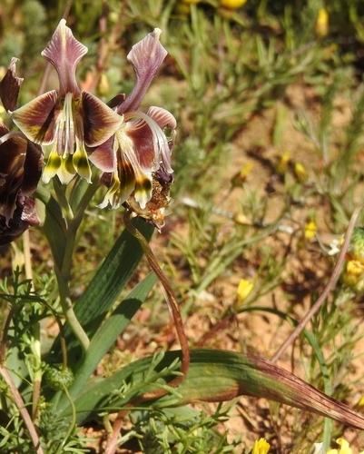 Image of Gladiolus uysiae by (c) Noeleen du Toit, some rights reserved (CC BY-SA)