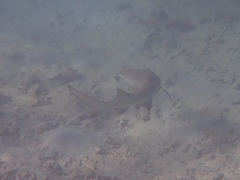 Negaprion brevirostris