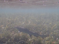 Negaprion brevirostris