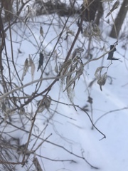 Vincetoxicum rossicum