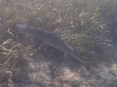 Negaprion brevirostris