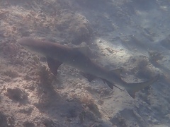 Negaprion brevirostris