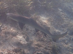 Negaprion brevirostris