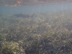 Negaprion brevirostris