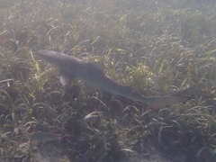 Negaprion brevirostris