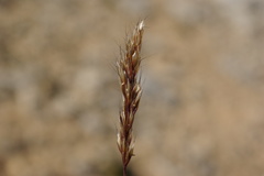 Trisetum transcaucasicum