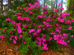 Rhododendron indicum