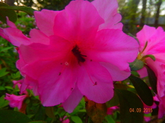 Rhododendron indicum