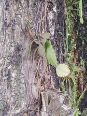 Rhipsalis pachyptera