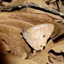 Cissia