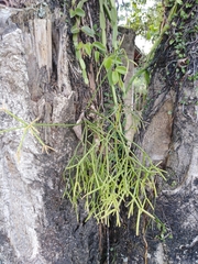 Rhipsalis teres