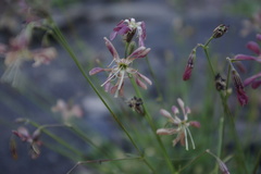 Silene dagestanica