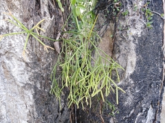 Rhipsalis teres