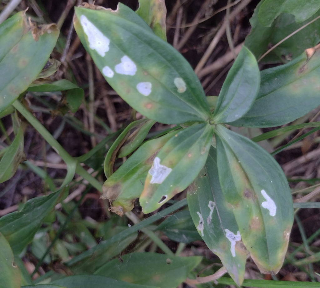 Coleophora saponariella