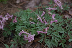 Corydalis tarkiensis
