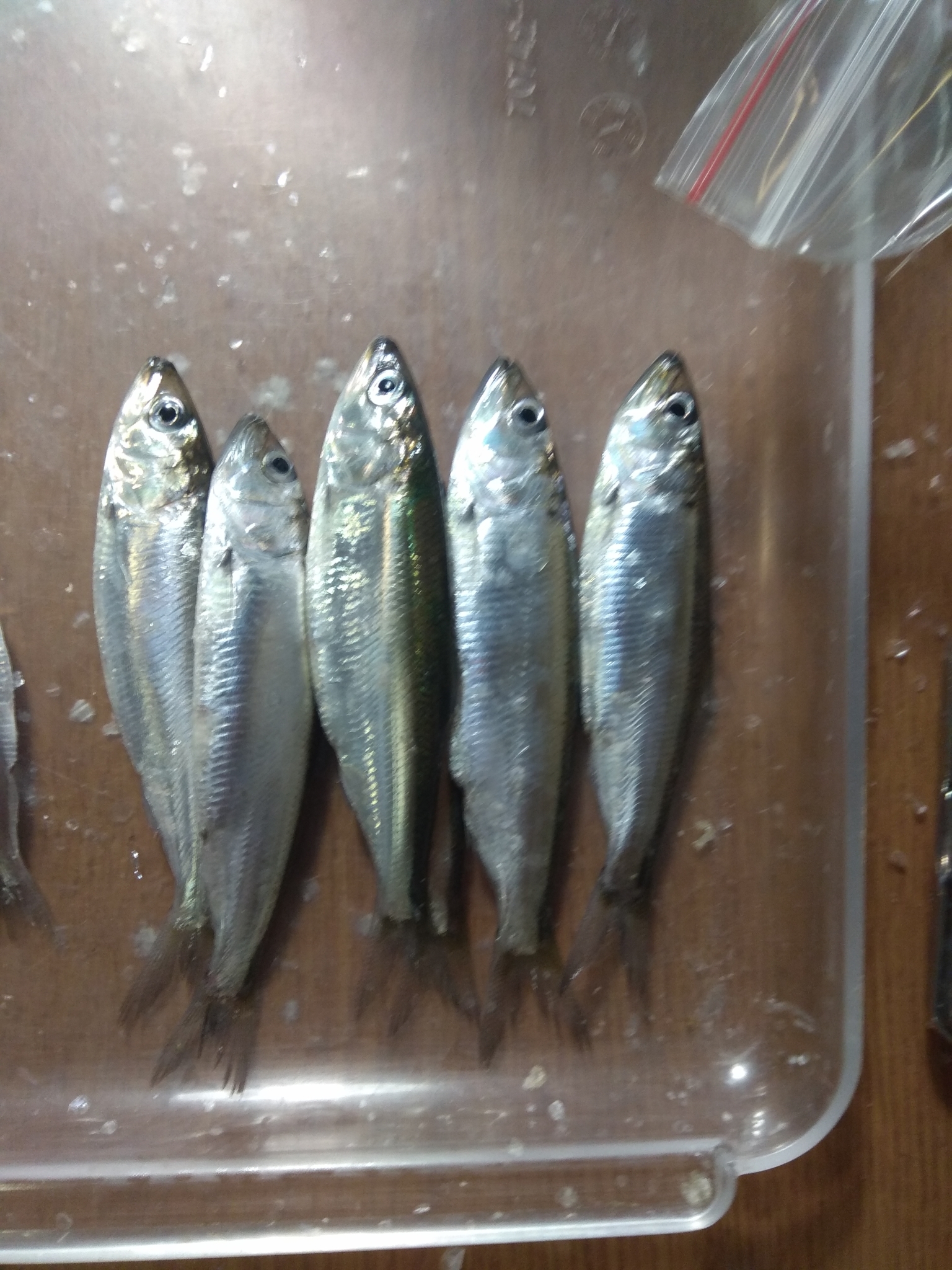 Caspian Anadromous Shad photo 6