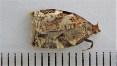 Archips mortuana