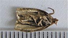 Archips mortuana