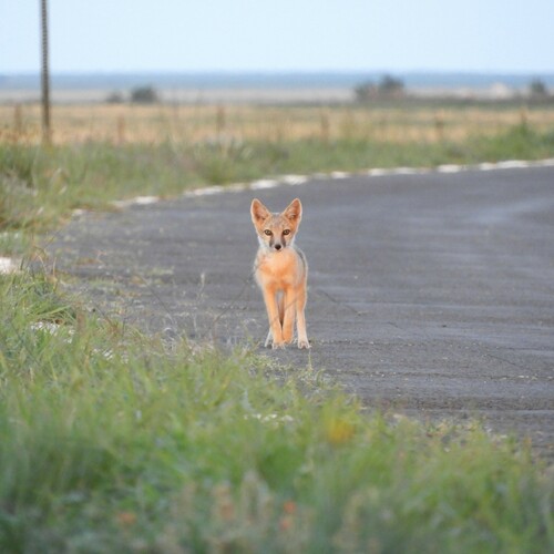 Swift Fox photographed in New Mexico