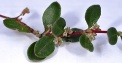 Polygonum minimum