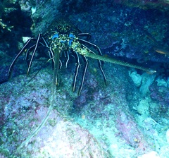 Panulirus penicillatus