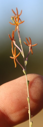 Image of Jamesbrittenia atropurpurea by (c) Tony Rebelo, some rights reserved (CC BY-SA)