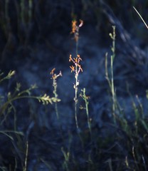 Jamesbrittenia atropurpurea
