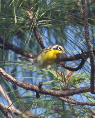 Setophaga flavescens