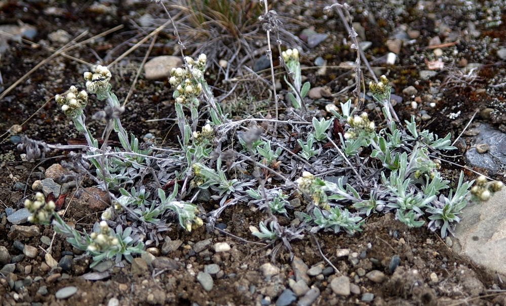 Antennaria friesiana