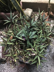 Tradescantia spathacea
