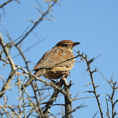 Cape Clapper Lark photo 2