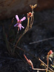 Pelargonium coronopifolium