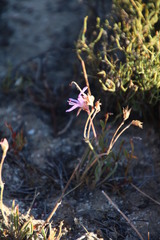 Pelargonium coronopifolium
