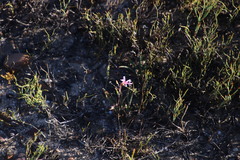 Pelargonium coronopifolium