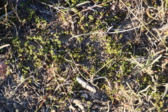 Aspalathus bracteata