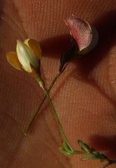 Aspalathus bracteata