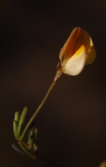 Aspalathus bracteata