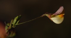 Aspalathus bracteata